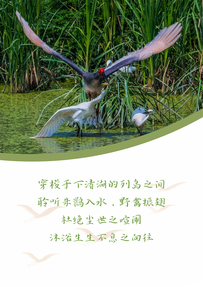 心心念廿 相伴盛煌娱乐 | 与德清相约 贺廿载诞辰